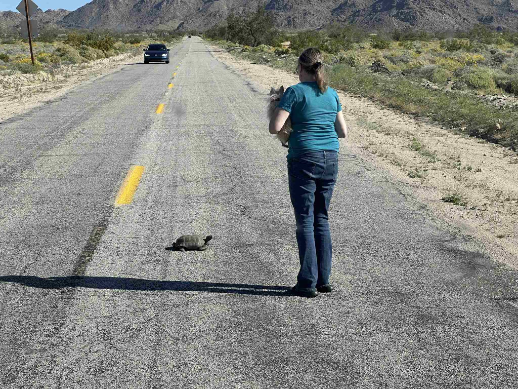 285AD8C4-C6C6-4424-A12F-8CAE8C03EBAE_1_102_o