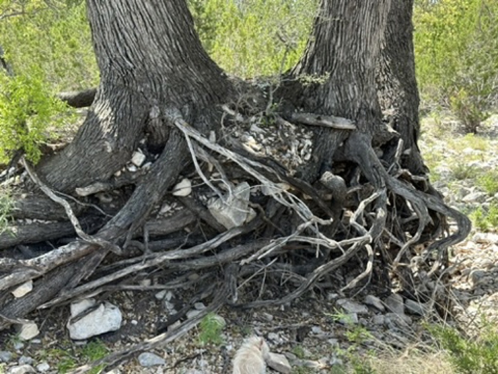 290FD85E-3ED0-4ECC-B5D4-D0735EA5FB87_4_5005_c