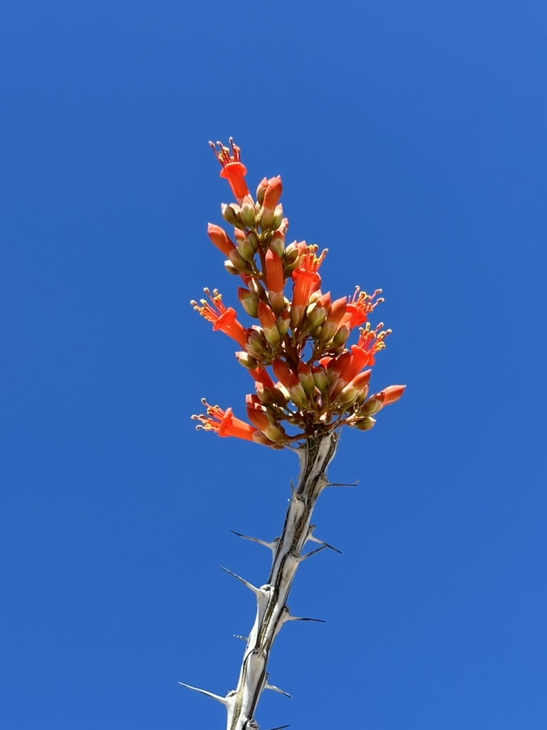 5F096EFA-1CF2-43F5-BF51-4291E739FC5E_1_105_c