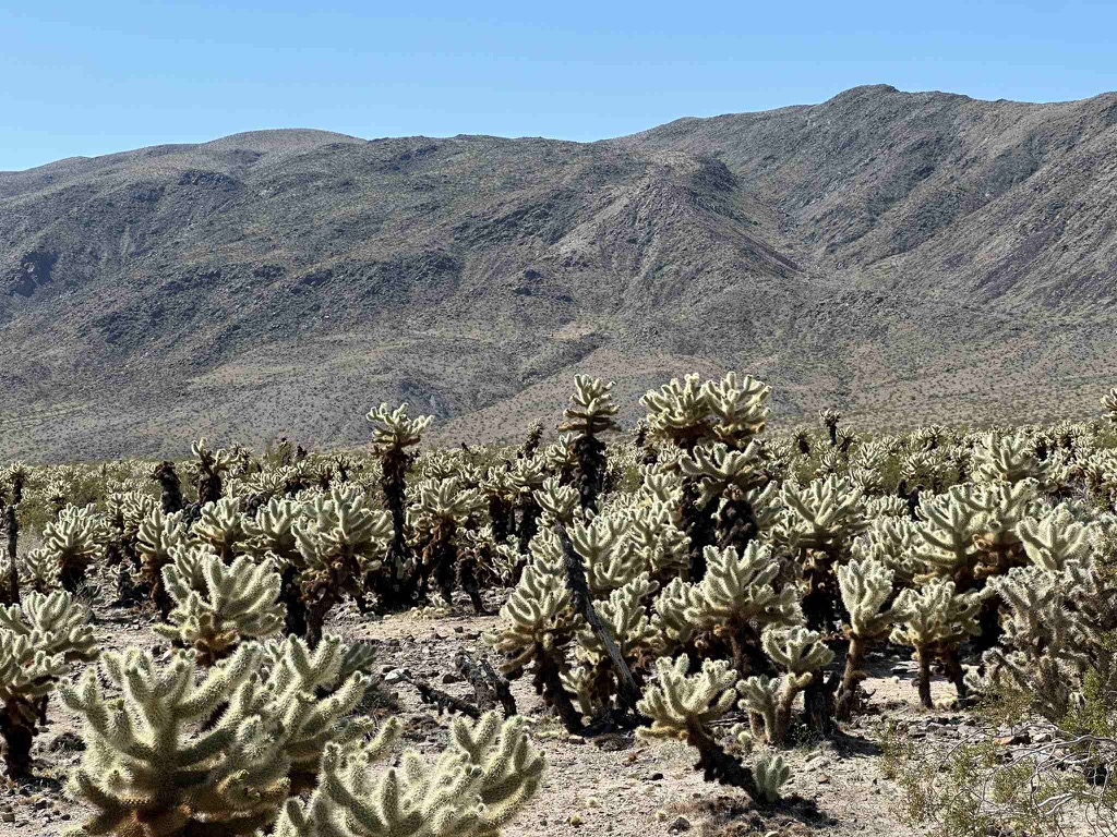 68701DAE-15AE-4B44-B005-4E2F81D9E13C_1_102_o