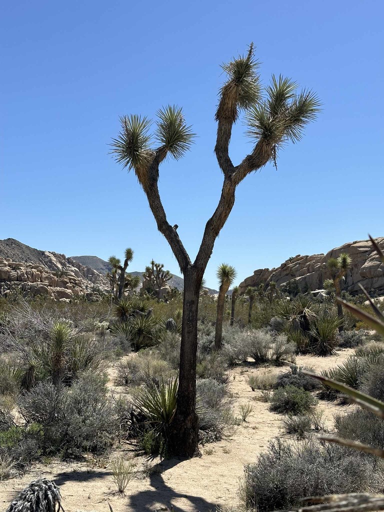 8F015E8A-FE6F-4379-9E64-1148C9B06780_1_102_o