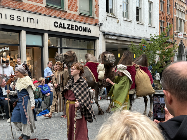 Camels, in Bruge.