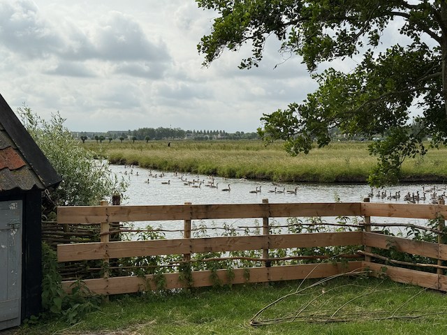 Ducks and geese in the canals