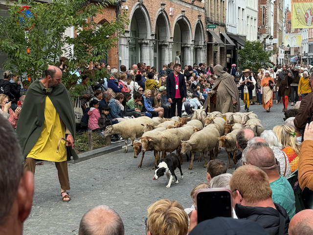 Herding sheep through the route