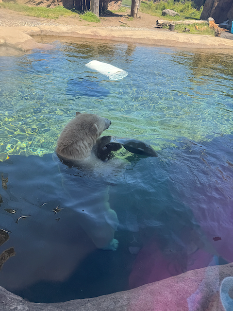 The Oregon Zoo has a Polar Bear.