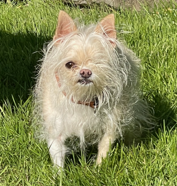 Athena has been doing a good job of keeping the Chubacabra's away - we haven't seen any!