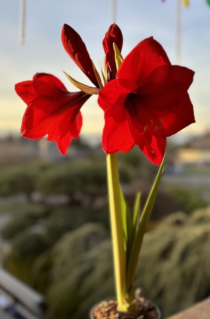 Pasted image 20240115162712 2