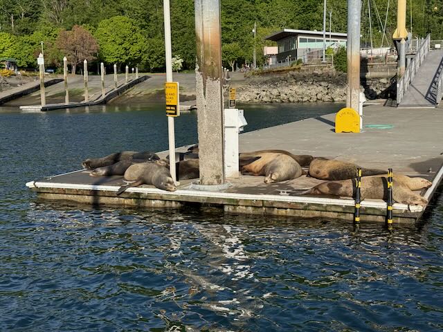 Sea Lions are starting to invade the Marina again - they do not smell good at all