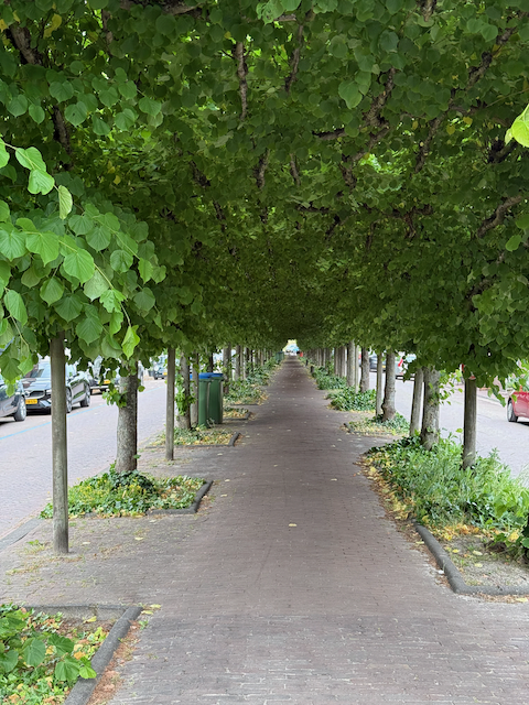 Tree lined street in Willemstead
