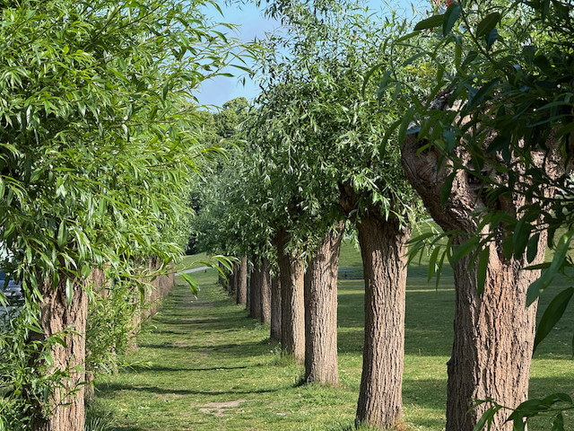 Treelined path in Bruge